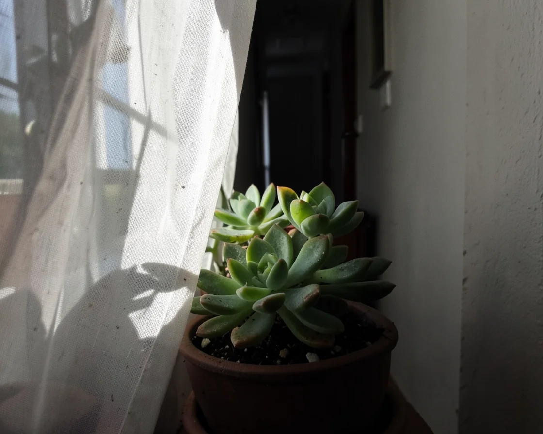 Soil and Sheer — Flux AI prompt