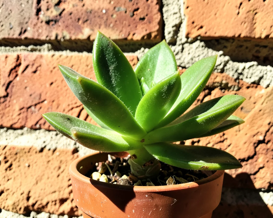 Sun-Drenched Sprout — Flux AI prompt